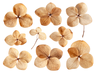 set - collection of delicate dry hydrangea flowers isolated over a transparent backgr 