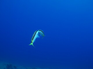 lessepsian mullets are chasing each other underwater Mullus barbatus