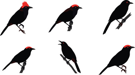 Stylized black birds perched on branches, red crests and caps, comparative avian chart, minimal vector illustration, ornithology, wildlife, nature, silhouette art