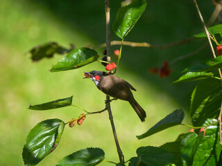 Bird eating ripe blackberry, perched on tree