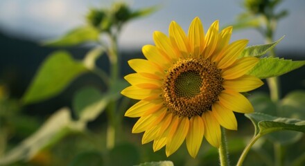 Obraz premium Bright yellow sunflower head facing right, with blurred green plants and sky behind
