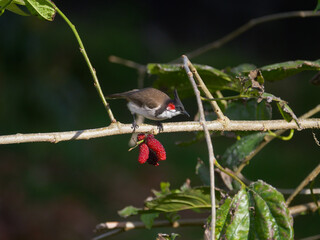 Red Whiskered Bulbul bird perching on blackberry tree full of fruits