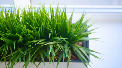 Fresh green grass growing in a pot on a bright windowsill, indoor plant decoration for home interior design and eco style. Photo
