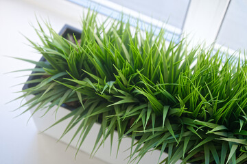 Fresh green grass in a white pot on a windowsill, indoor plant decor element bringing nature and eco style to modern home interior. Photo