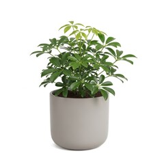 Obraz premium Schefflera arboricola plant in modern pot, isolated on white backdrop