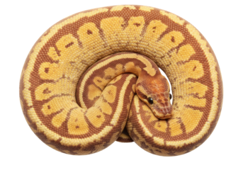 Isolated Ball Python curled up, pet snake with intricate pattern, constrictor for exotic pet lovers