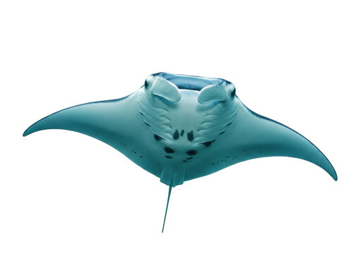 Isolated ocean manta ray, a type of ray in the genus Mobula, flying through the sea