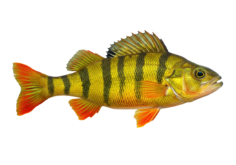 Isolated Yellow Perch showing its stripes, fins, scales, and other detailed features.
