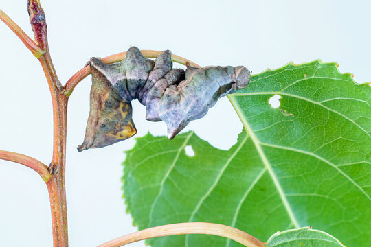 Caterpillar of the Notodonta torva moth, feeding on poplar leaves. Populus.