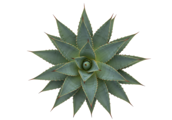 Isolated Agave Plant, Beautiful Ornamental Succulent for Desert Garden or Houseplant