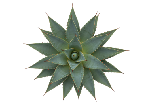 Isolated Agave Plant, Beautiful Ornamental Succulent for Desert Garden or Houseplant
