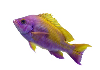 Isolated colorful vivid vibrant purple and yellow fish swimming, aquatic underwater life