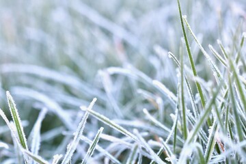 A close-up of vibrant green grass blades covered in a delicate layer of morning frost, creating a beautiful and serene winter texture with a soft, blurred background.