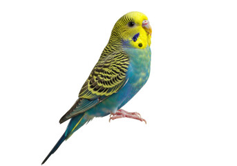 Isolated Budgerigar perched, pet parakeet, brightly colored bird, tropical fauna, avian species