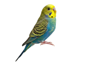 Isolated Budgerigar perched, pet parakeet, brightly colored bird, tropical fauna, avian species