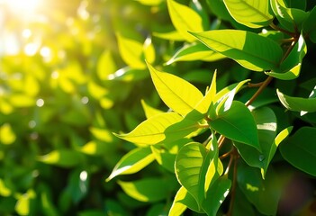 Fototapeta premium Vibrant, glossy green leaves reflecting sunlight, backdrop, detail