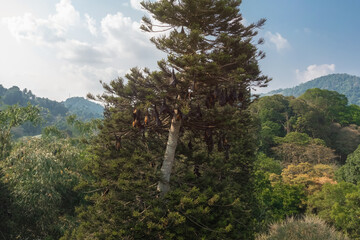 Indian Flying Fox Colony On Tree At Royal Botanic Gardens Peradeniya Sri Lanka
