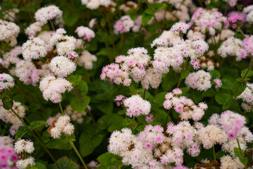 Close-up image of delicate white and pink fluffy flowers in a garden setting showcasing natural floral beauty. Lush green leaves create a vibrant background enhancing the flowers.