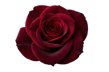 Red velvet rose blossom representing love and romance