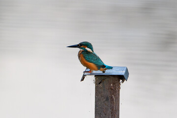 Common Kingfisher (Alcedo atthis) Perched on Wooden Post near Water — Vivid Plumage and Riparian Habitat