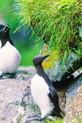 Common Murre and a Razorbill on a cliff