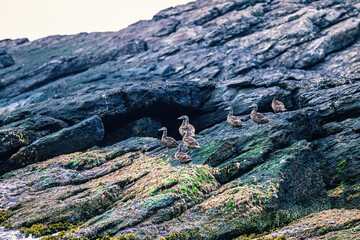 Flock of female Eider birds on a rock