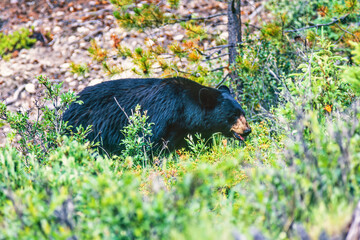Black bear walking in the bush