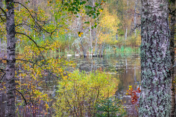 Whooper swan family swimming in a forest lake with autumn colours on the trees