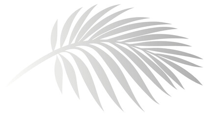 White Palm Frond Silhouette on Black Background overlay leaf