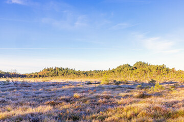 Sunny frosty autumn morning on a bog by a pine forest