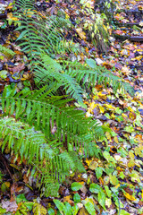Green fern fronds and fallen autumn leaves on the ground