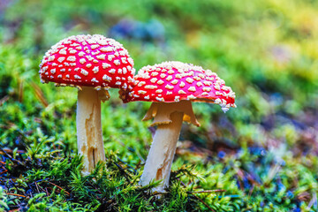 Fly agaric mushrooms growing in green moss