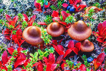 Mushrooms with dwarf willow leaves in autumn colors