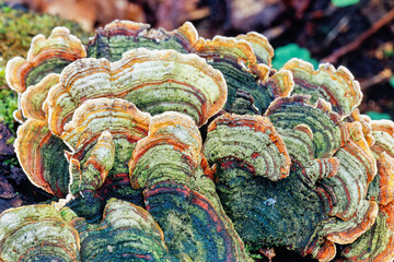 Growing Polypore mushrooms on a tree stump in the nature