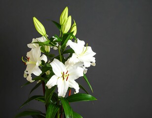 Obraz premium White lilies against a dark background