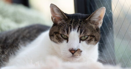窓辺でくつろぐ猫　キジトラ白