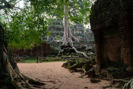 Ancient Temple Ruins with Tree Roots