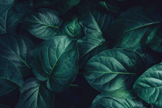 abstract tropical leaf textures on dark tone, natural green background.