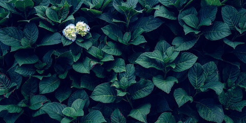 closeup nature view of green leaf texture, dark wallpaper concept, nature background, tropical leaf.	