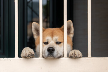 A dog peeks through the bars of a gate