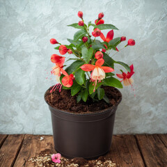 Vibrant fuchsia plant in a dark pot on a wooden surface