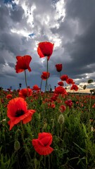 Obraz premium Red poppies in a field under dramatic sky
