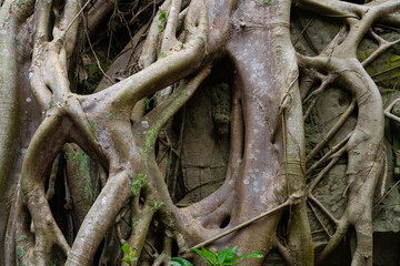 Ancient Tree Roots on Stone Wall