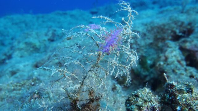 nudibranch underwater on a hydra colony with its eggs flabellina