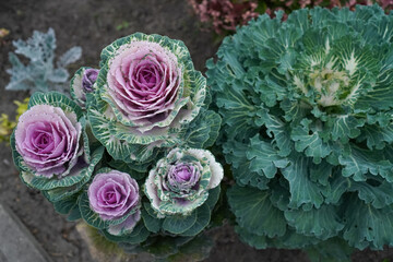  Ornamental cabbage with stunning purple rose-like leaves among green foliage in a garden. The intricate patterns and vibrant hues of the cabbage create a striking visual contrast.