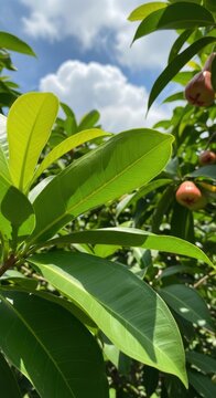 Lush foliage of java apple tree bathed in sunlight with fruits budding