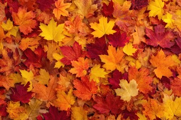 Fototapeta premium Colorful autumn leaves
