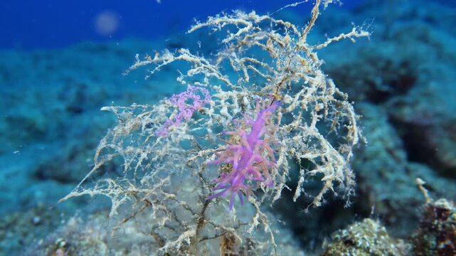 nudibranch underwater on a hydra colony with its eggs flabellina