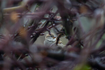 A small gray bird looks attentively through a gap in the branches. Attention video surveillance is underway.