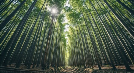 Sunburst over tall, green bamboo forest path, looking up through dense towering stalks